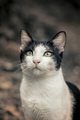 black and white cat