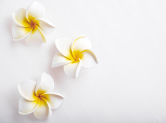 Top view frangipani flower on white ceramic tile. Copy space.  Summer spa background.