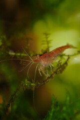 freshwater shrimp