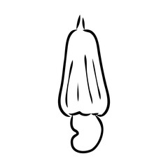 Cashew nut walnut. Cashew hand drawing vector illustration