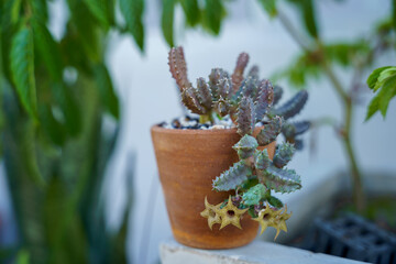 Cactus in a brown pot with flowers