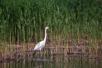 Beautiful graceful Great White Egret Ardea Alba searching for food in wetlands reeds in Spring
