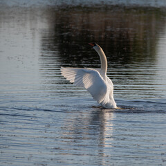 Graceful Mute Swan Cygnus Olor on lake with wings spread open showing full detail and beauty of wings