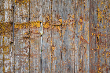 Old weathered wooden fence covered with yellow paint flakes . Rustic style wood texture