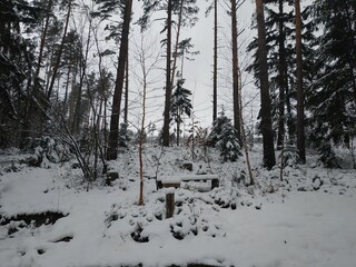 winter forest in the snow