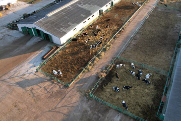 Farm building Animal husbandry. Cowshed with cows near farm, aerial view. Production of milk and Animal husbandry. Cow Dairy. Farm animals and Agronomy. Farm of cattle. Cows in agriculture.
