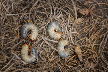Mountain pine or bark beetle larvae, close up. Parasite destroying trees and furniture.