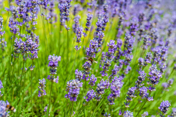 lavender flowers in the garden