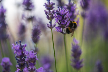 lavender flowers in the garden