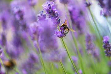 bumblebee on lavender