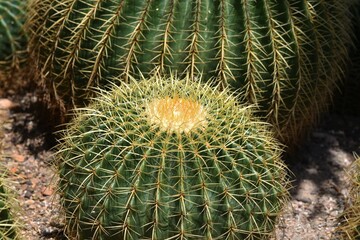 Naklejka na ściany i meble Echinocactus grusonii closeup of a golden barrel cactus