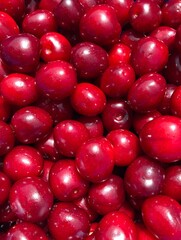A bunch of red fresh tasty cherries