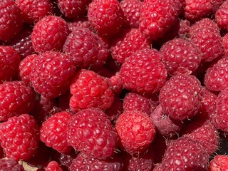 A bunch of red fresh tasty raspberries