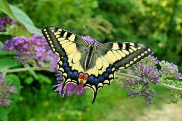 Swallowtail Butterfly ( Papilio machaon) feeding on a Butterfly-Bush (Buddleia)
