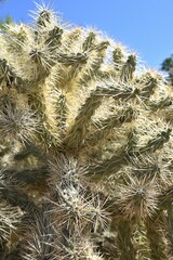 Cylindropuntia bigelovii Closeup of a teddy bear cholla cactus