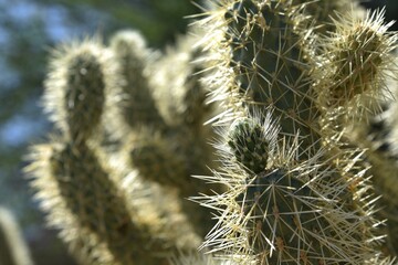 Cylindropuntia bigelovii Closeup of a teddy bear cholla cactus