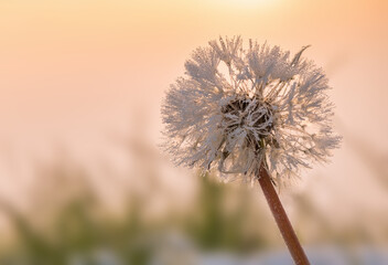 Dandelion flower macro covered with snow