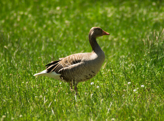 goose on the grass