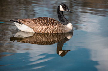 Canada Goose, branta canadensis, on a still lake with reflection