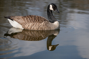 Canada Goose, branta canadensis, on a still lake with reflection