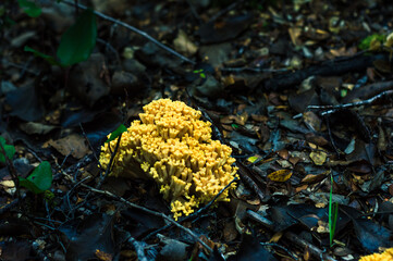 Pink cauliflower mushroom in natural state growing in autumn