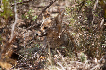 Naklejka na ściany i meble Wildlife. Closeup view of a grey fox, Lycalopex gymnocercus, resting in the arid desert.
