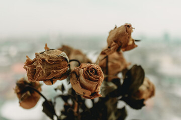 Close up of dried yellow rose flowers on the bar at the window.