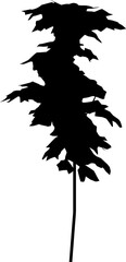 Black silhouette of Maple (Acer platanoides) tree isolated on white background
