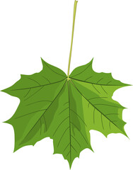 Green leaf of Norway maple or Acer platanoides isolated on white background