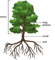 Parts of plant. Morphology of oak tree with green crown, root system and titles