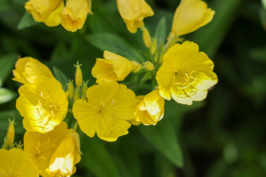 yellow Johny jump viola flowers in the bright summer sun