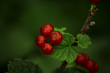 red currant berries