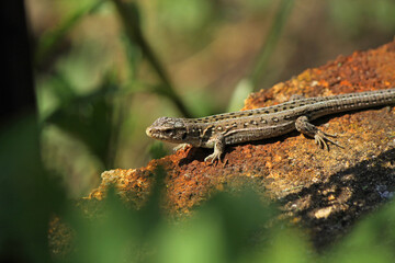 lizard on a rock