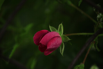 red rose in the garden