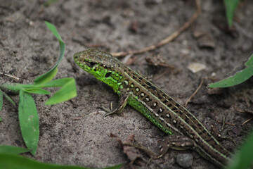 lizard on the stone