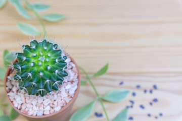 Cactus in a pot and small black gravel on a wooden desk space background for text.