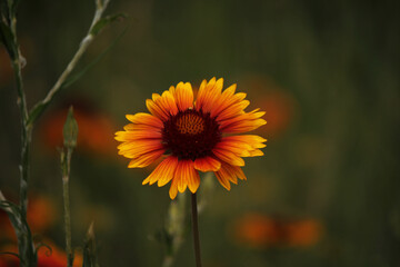 orange flower in the garden