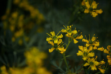 yellow flowers in spring