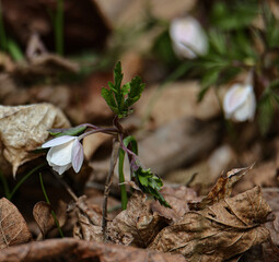 spring snowdrop flower