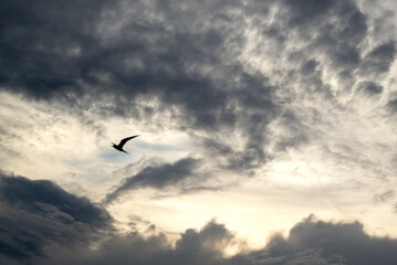 Fototapeta na wymiar Silhouette of flying bird against dramatic sky with stormy clouds