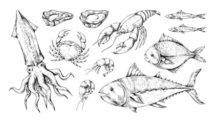 Sketch seafood. Sea fish, octopus squid and lobster. Line art Japanese tuna. Gourmet food set. Engraving shellfish or crustacean. Hand drawn ocean animals. Vector vintage background © SpicyTruffel