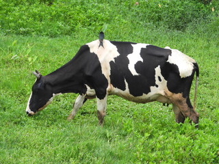 Bird sitting on the cow body
