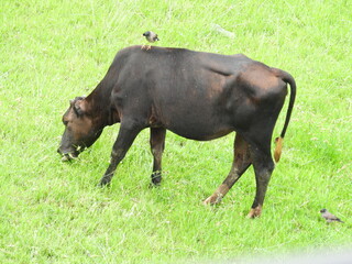 Black cow in the field