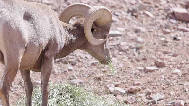 Closeup of a Bighorn sheep on a mountain eating grass