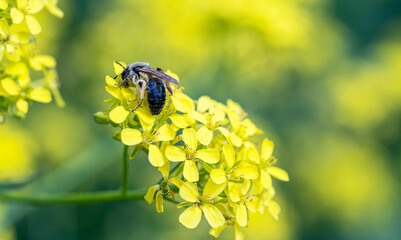 A bee collects nectar from a flower