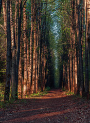 Fototapeta premium autumn in the forest
