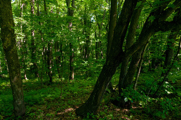 Fototapeta na wymiar A forest in Samarskaya Luka National Park!