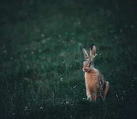 Süße Hasen im Feld