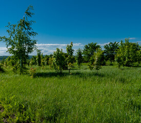 A forest in Samarskaya Luka National Park!