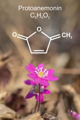 Fototapeta na wymiar Pink liverwort (Hepatica nobilis) and formula of it's toxic component protoanemonin.